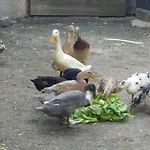 Snowbunnys Backpackers Auberge de jeunesse