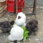 Auberge de jeunesse Snowbunnys Backpackers Kitzbühel