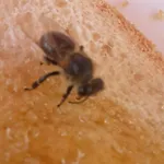 Snowbunnys Backpackers Auberge de jeunesse