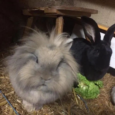 Snowbunnys Backpackers