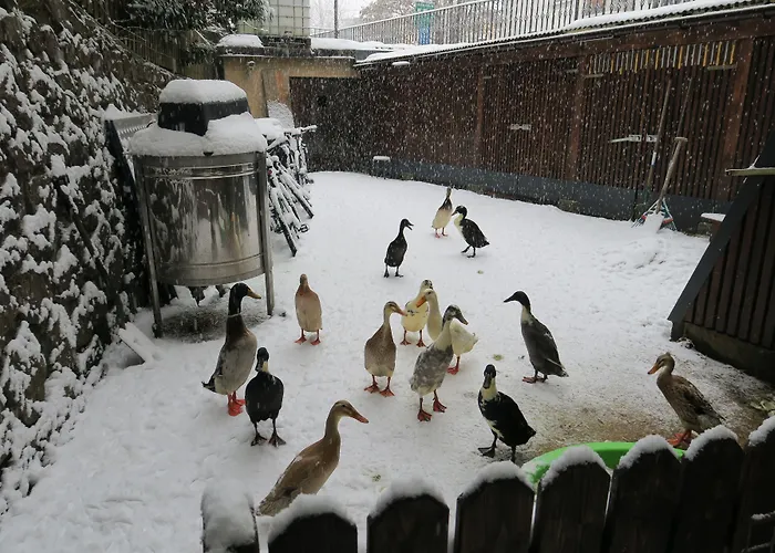 Snowbunnys Backpackers אכסניה קיצביהל