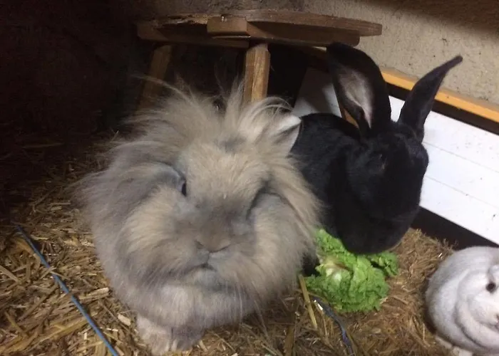 Snowbunnys Backpackers