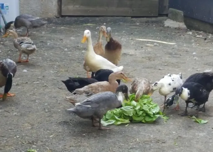 Snowbunnys Backpackers Auberge de jeunesse