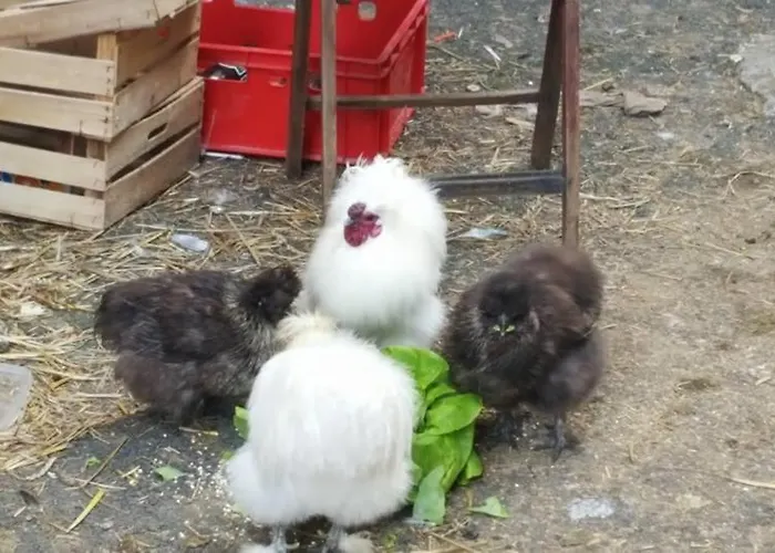 Auberge de jeunesse Snowbunnys Backpackers Kitzbühel