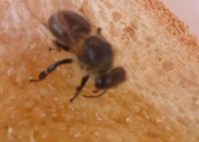 Snowbunnys Backpackers Auberge de jeunesse