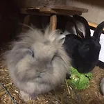 Snowbunnys Backpackers