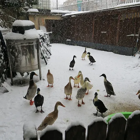 雪兔背包客旅舍 旅馆 基茨比厄尔