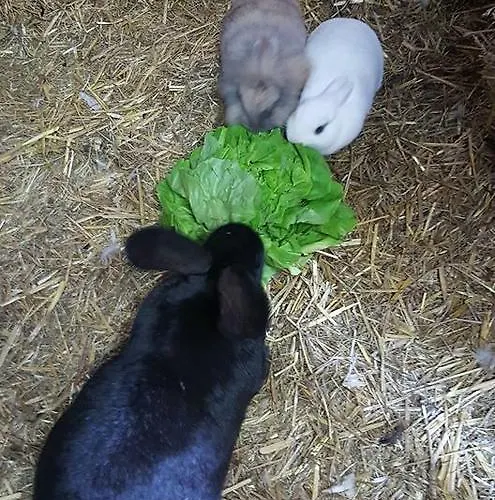 Snowbunnys Backpackers Ostello Kitzbühel